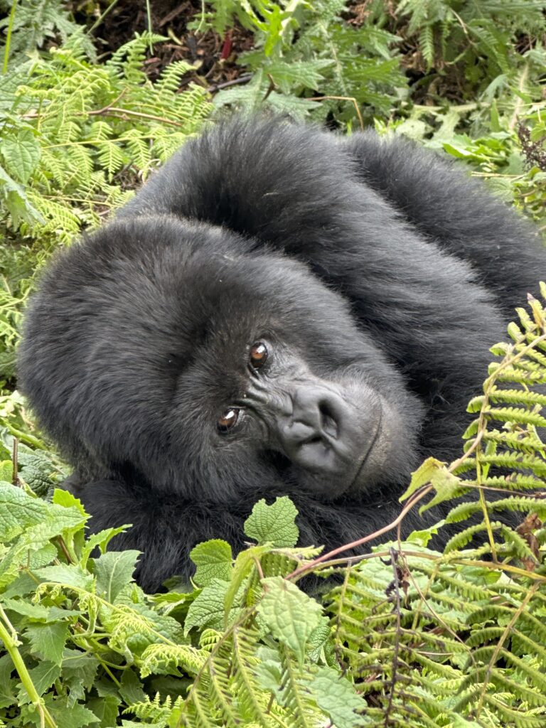 A gorilla is sitting in the grass and leaves.