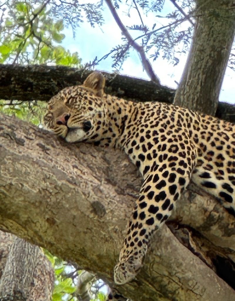 A leopard is laying on the tree branch